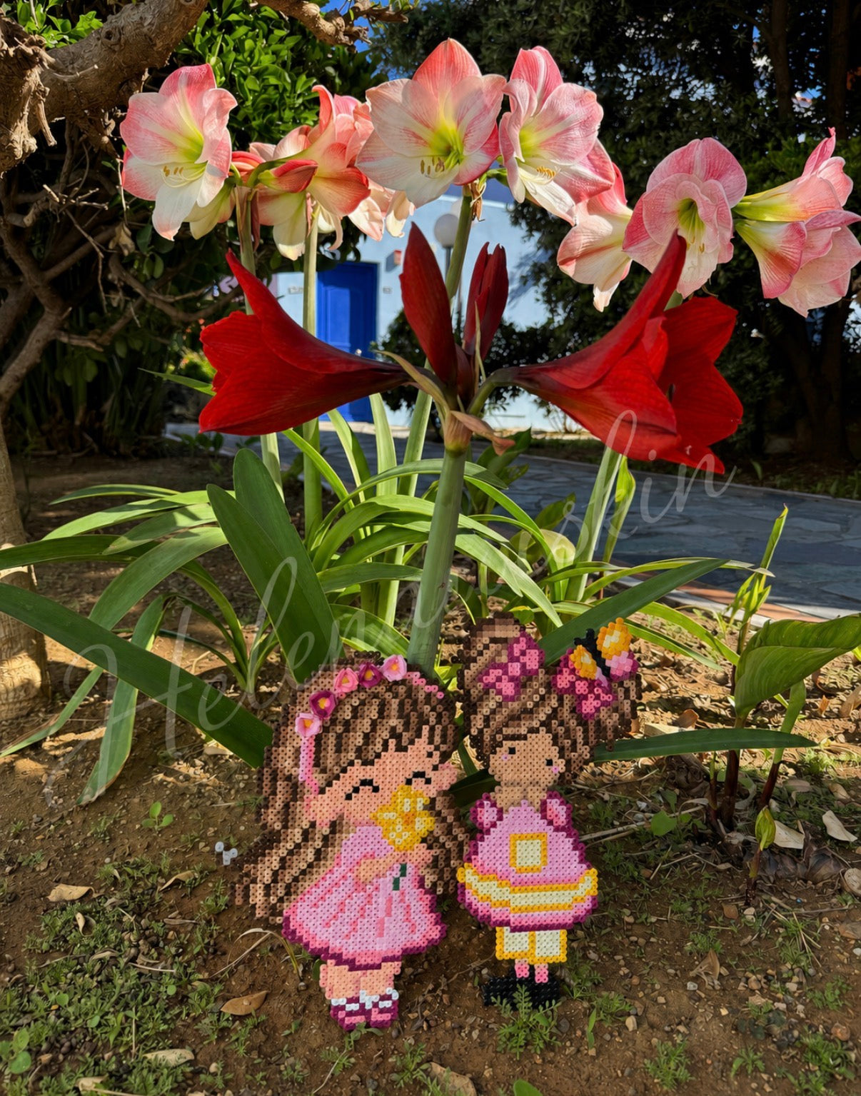 Sommerfuglepigen Amaryllis