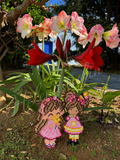 Sommerfuglepigen Amaryllis